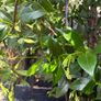 Established 210cm evergreen trachelospermum star fragrant flower jasmine in large rattan planter with trellis Image 4