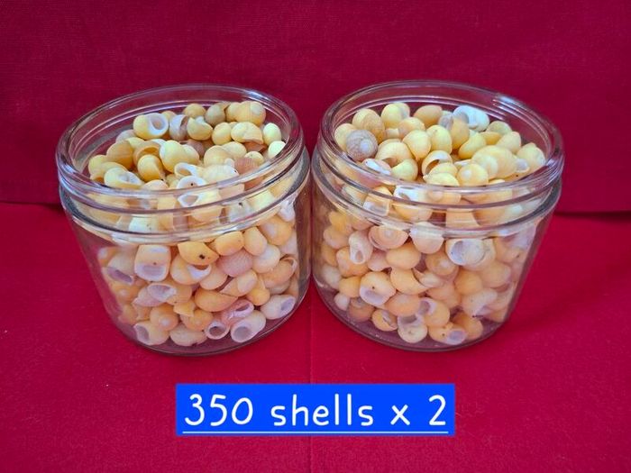 Shells (Yellow Periwinkle)