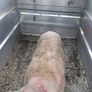 Vendeen ram Image 2