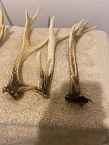 deer antlers