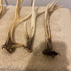 deer antlers