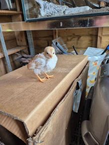 hatching eggs and chicks