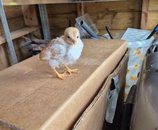hatching eggs and chicks