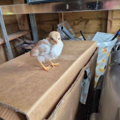 hatching eggs and chicks