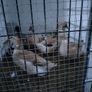 Welsh harlequins ducks & Embden geese for sale 20 Image 3