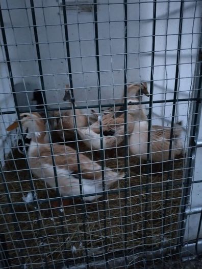 Welsh harlequins ducks & Embden geese for sale 20
