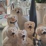 Lot Of King Charles Spaniels X 10 Image 5