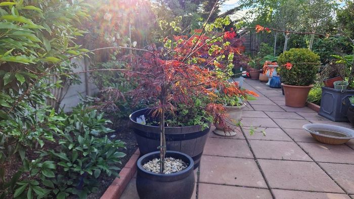 Potted japanese acer