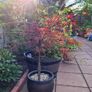 Potted japanese acer Image 10