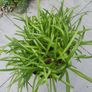 plant Image 2
