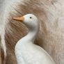 John Bordeaux Pottery Isles Of Scilly Small Duck Figure Sculpture Image 3