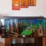 Fish tank Image 3
