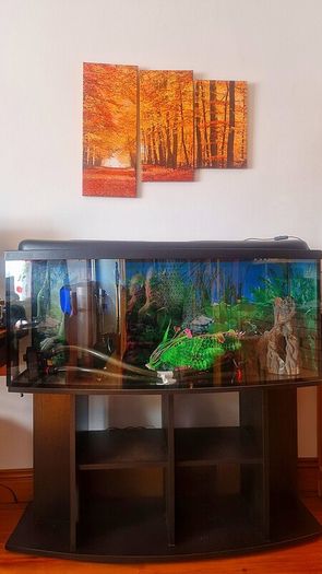 Fish tank