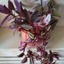 Trailing House Plants. Image 4