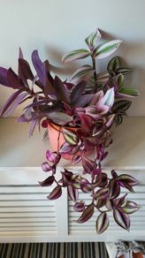 Trailing House Plants.