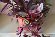 Trailing House Plants.