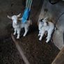 goats Image 2
