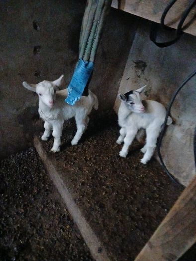 goats