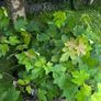Potted young Sycamore trees Image 7