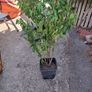 Portuguese Laurel Image 3