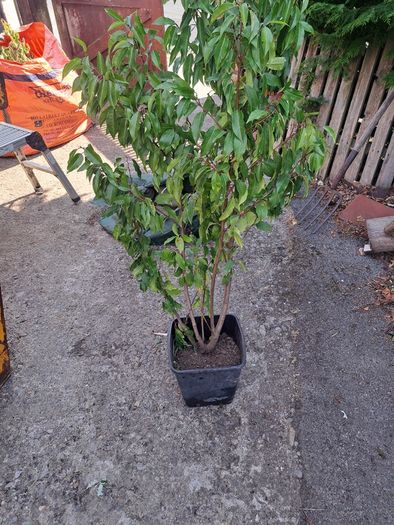 Portuguese Laurel