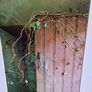 'Pink Door ' Image 3
