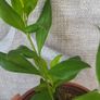 Aeschinantus. '' Lipstick plant''  ''Golden Fish'' house plant. Image 6