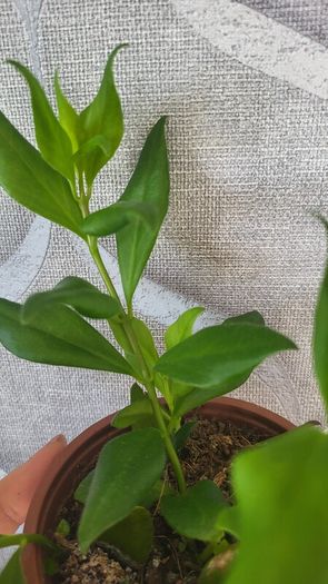 Aeschinantus. '' Lipstick plant''  ''Golden Fish'' house plant.