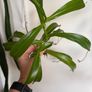 Carnivorous houseplant Nepenthes pitcher plant Image 4