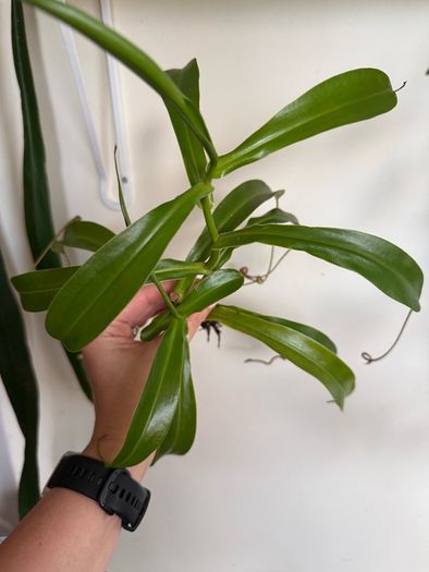 Carnivorous houseplant Nepenthes pitcher plant
