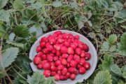 Alpine Strawberry Seeds