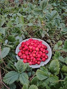 Alpine Strawberry Seeds