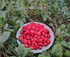Alpine Strawberry Seeds