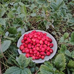 Alpine Strawberry Seeds
