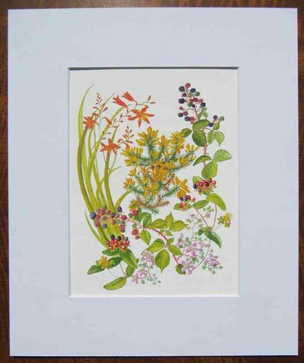 Print of a watercolour painting of hedgerow flowers