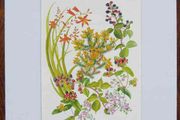 Print of a watercolour painting of hedgerow flowers