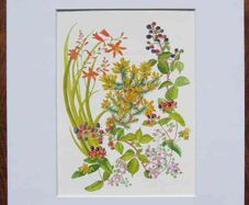 Print of a watercolour painting of hedgerow flowers