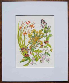 Print of a watercolour painting of hedgerow flowers