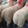 Ewe lambs Image 5