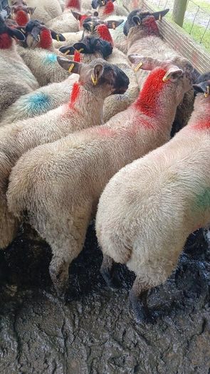 Ewe lambs