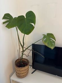Monstera plant