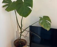 Monstera plant