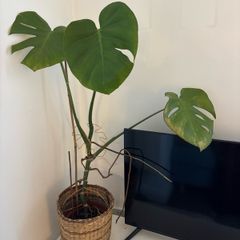 Monstera plant