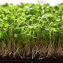 (M) Broccoli Sprouts and Microgreens seeds 10g (124923) Image 2