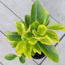 Evergreen shrub - Euonymus Image 5