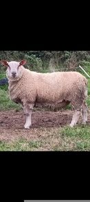 Pedigree registered Charollais ram lamb