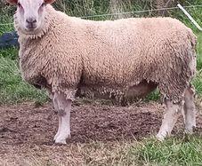 Pedigree registered Charollais ram lamb