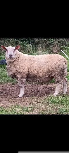 Pedigree registered Charollais ram lamb