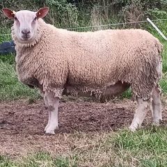 Pedigree registered Charollais ram lamb