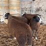 Organic Zwartble Hogget Rams & Ram Lambs Image 6